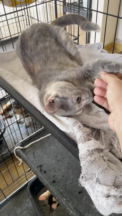 Enlarge Stormy, a ADOPTABLE Domestic Short Hair in Franklin, MA video 4/4