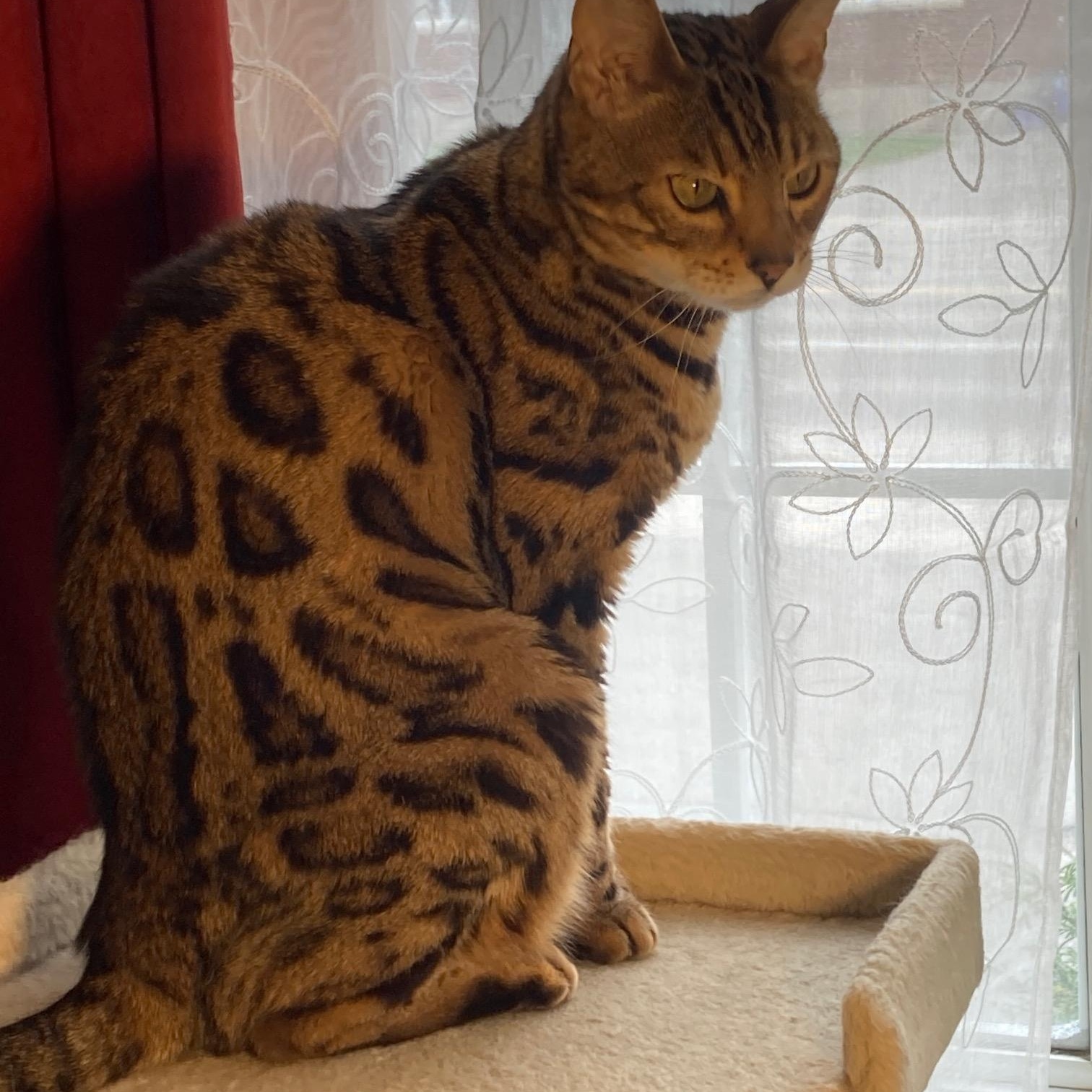 Enlarge Serenity, a ADOPTABLE Bengal in Ottawa, ON image 2/6