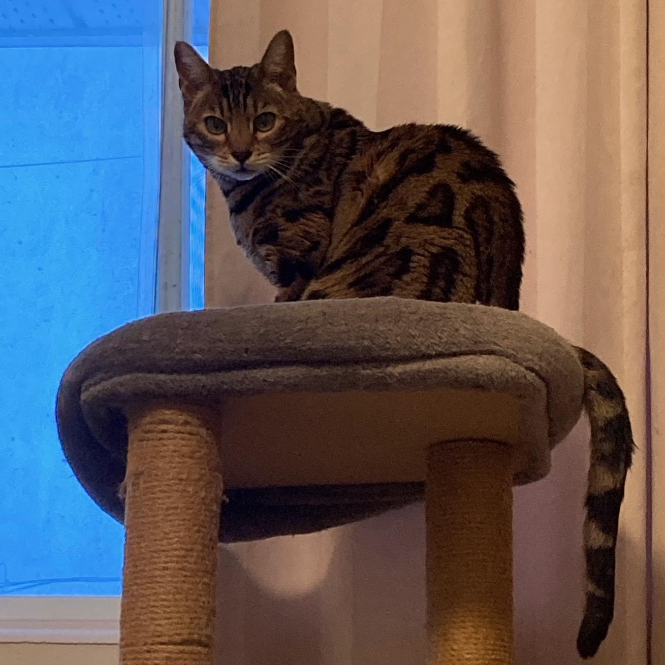Enlarge Serenity, a ADOPTABLE Bengal in Ottawa, ON image 3/6