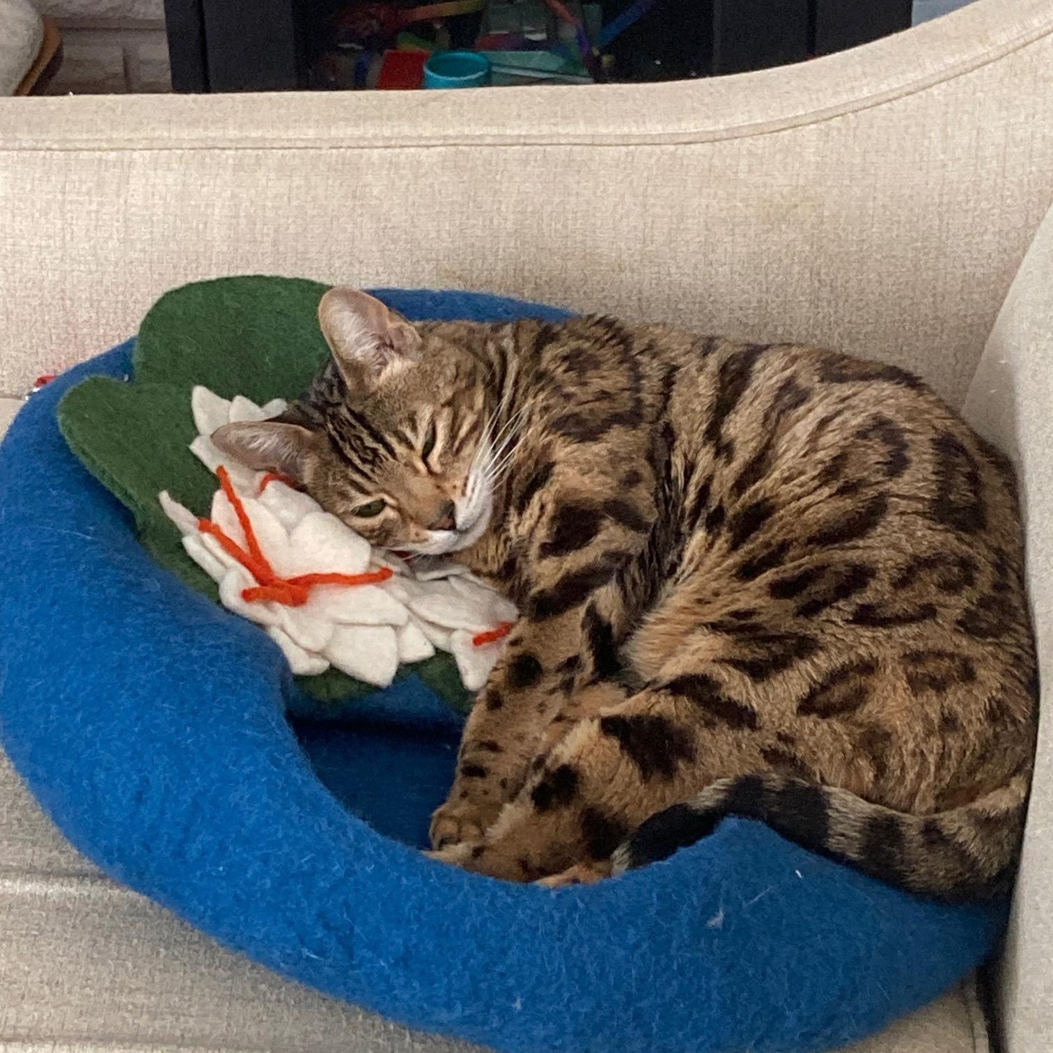Enlarge Serenity, a ADOPTABLE Bengal in Ottawa, ON image 5/6