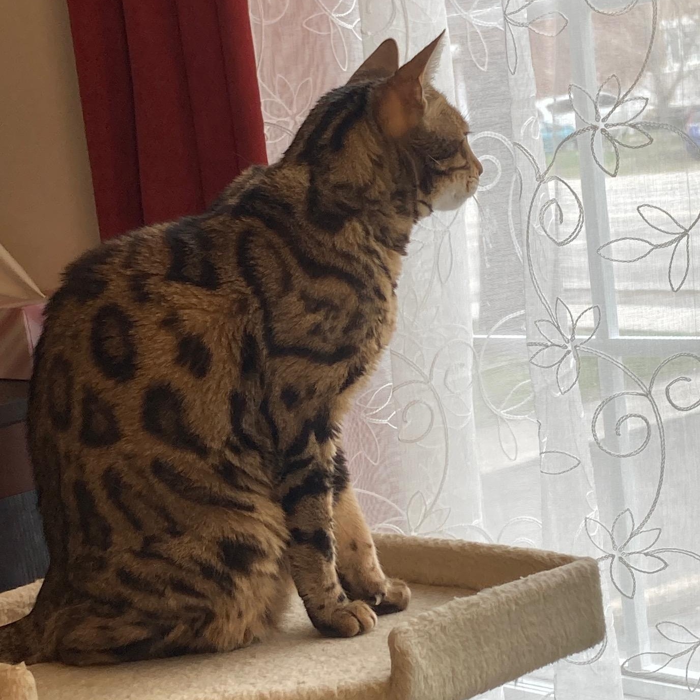 Enlarge Serenity, a ADOPTABLE Bengal in Ottawa, ON image 4/6