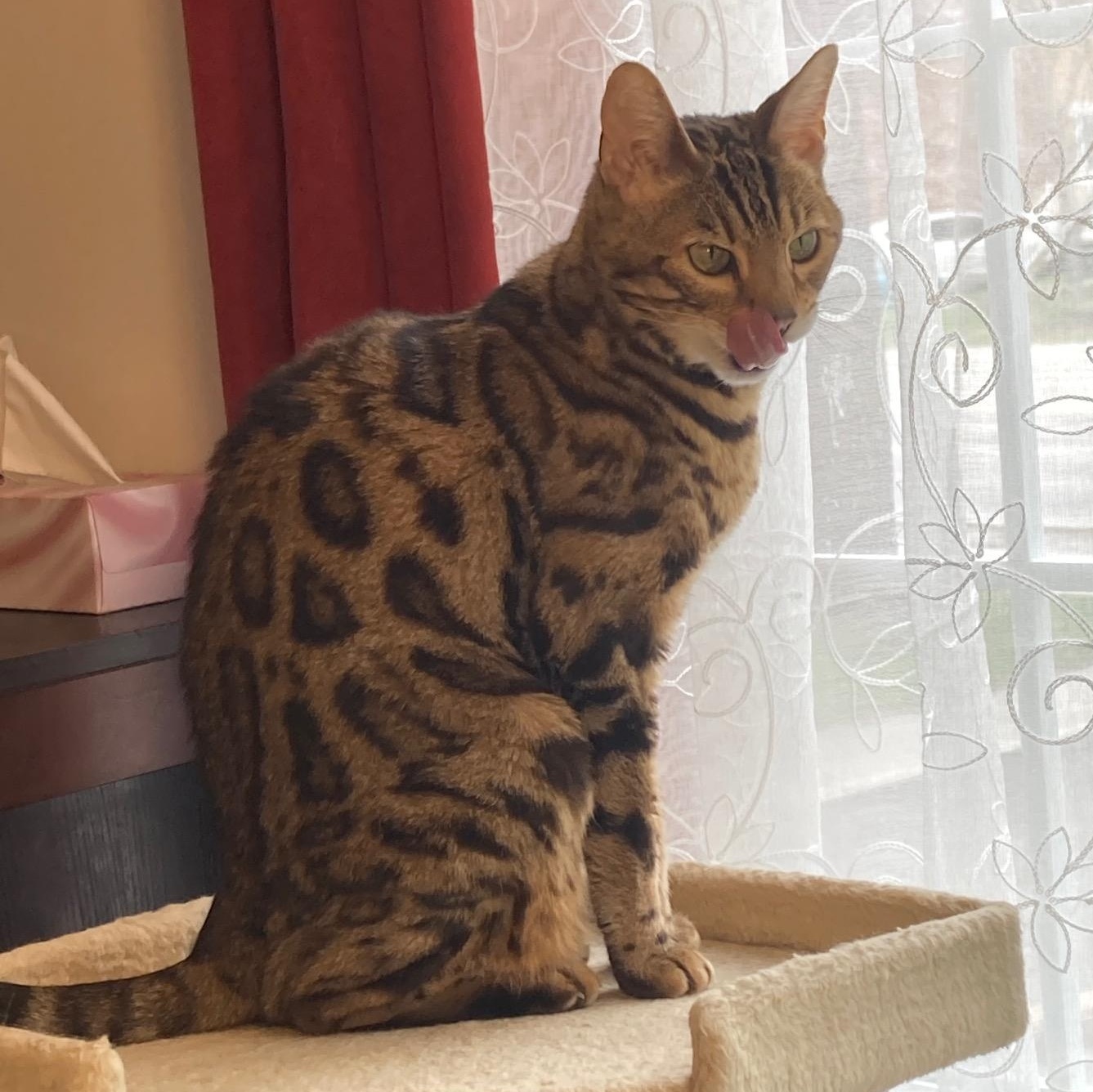 Serenity, ADOPTABLE, Senior Female Bengal.