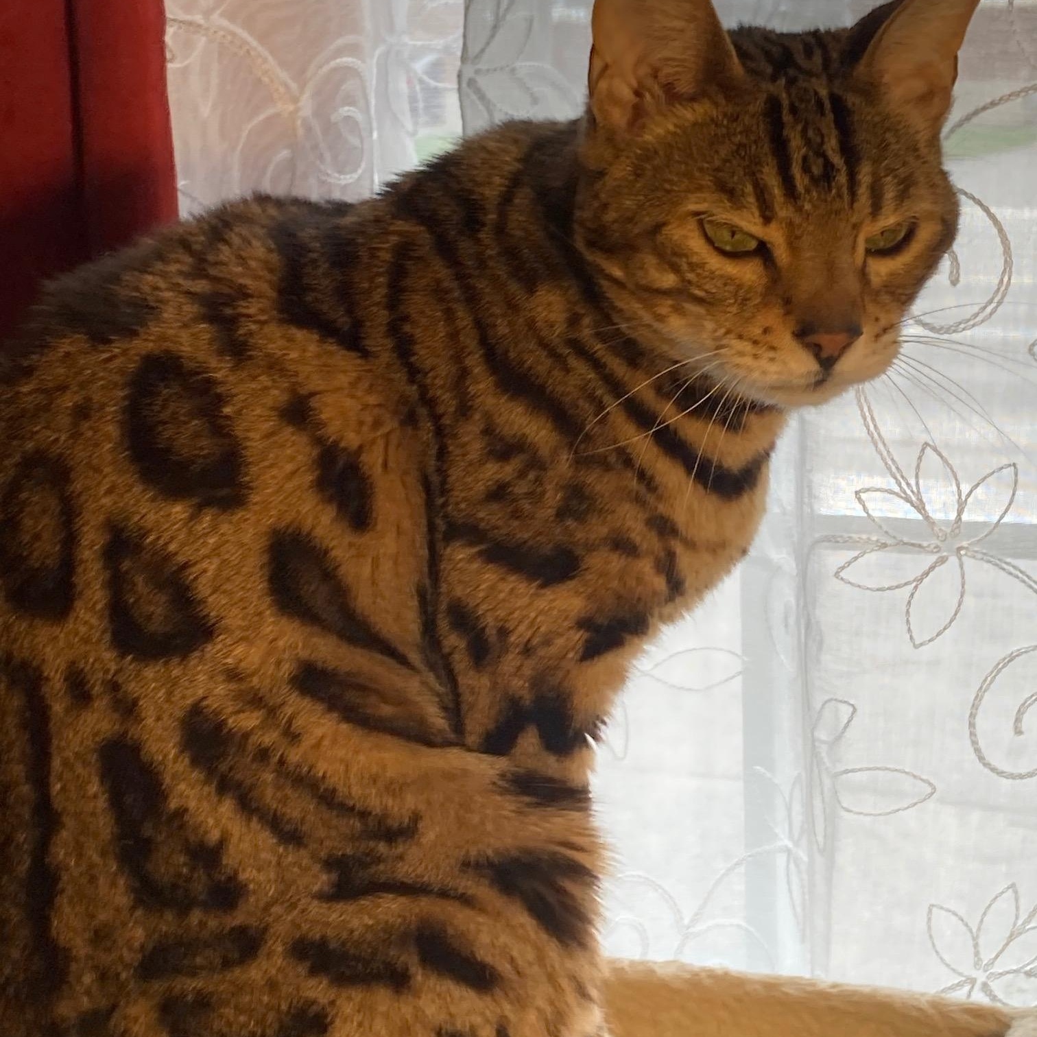 Enlarge Serenity, a ADOPTABLE Bengal in Ottawa, ON image 6/6