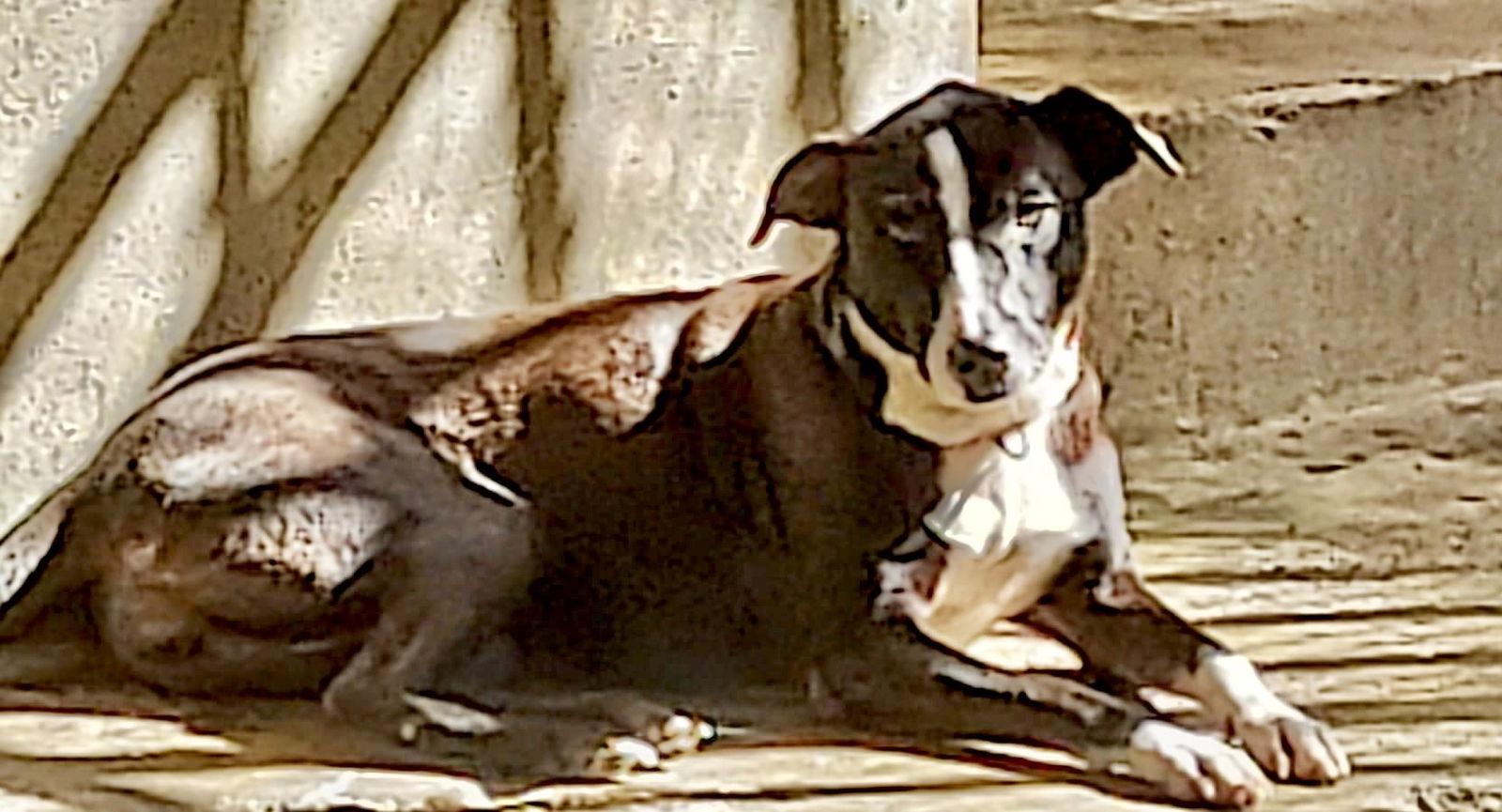 Enlarge Shakira, a Adoptable mixed breed in Virginia Beach, VA image 1/3