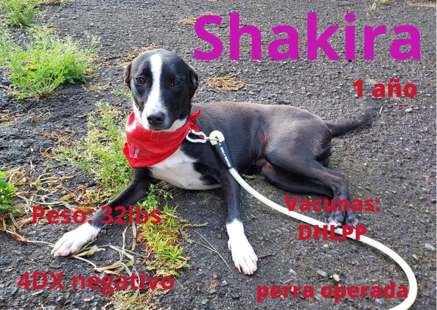 Enlarge Shakira, a Adoptable mixed breed in Virginia Beach, VA image 3/3