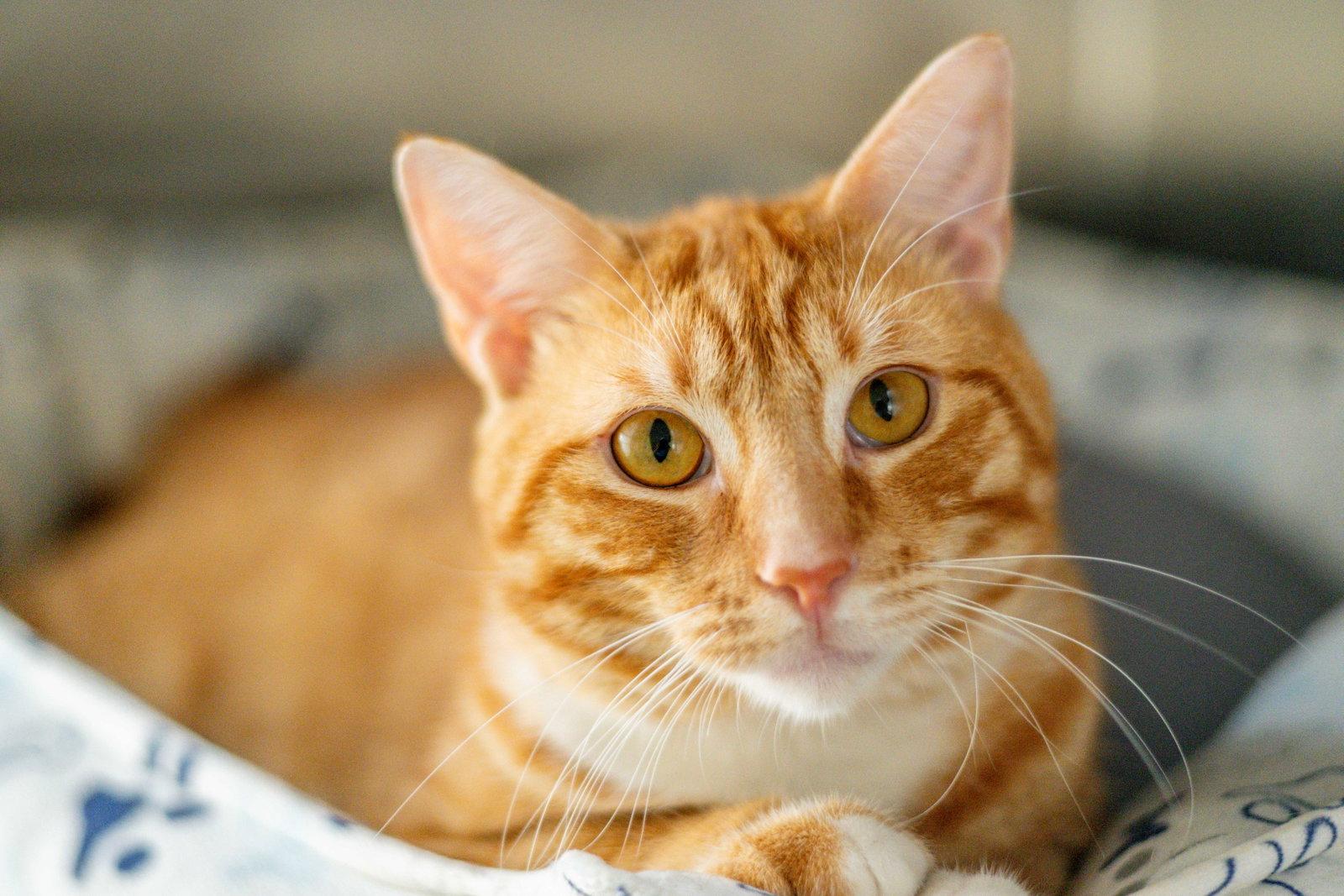 Enlarge Stumpy, a Adoptable Domestic Short Hair in Hilton Head Island, SC image 1/3