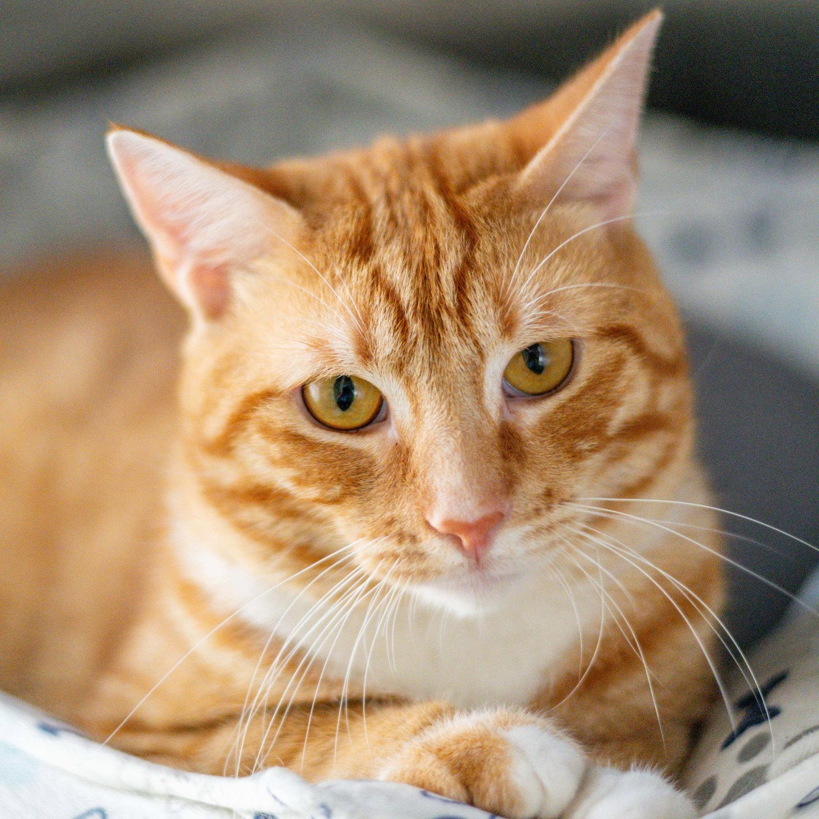 Enlarge Stumpy, a Adoptable Domestic Short Hair in Hilton Head Island, SC image 2/3