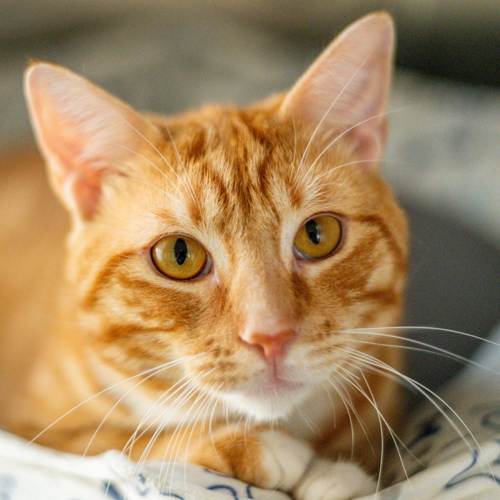 Enlarge Stumpy, a Adoptable Domestic Short Hair in Hilton Head Island, SC image 3/3