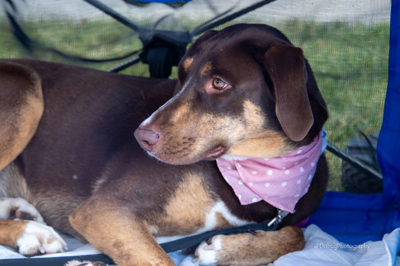 Asher, a Adoptable Doberman Pinscher in Elgin, IL image 2/3