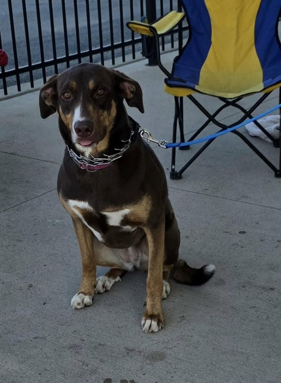 Enlarge Asher, a Adoptable Doberman Pinscher in Elgin, IL image 2/3