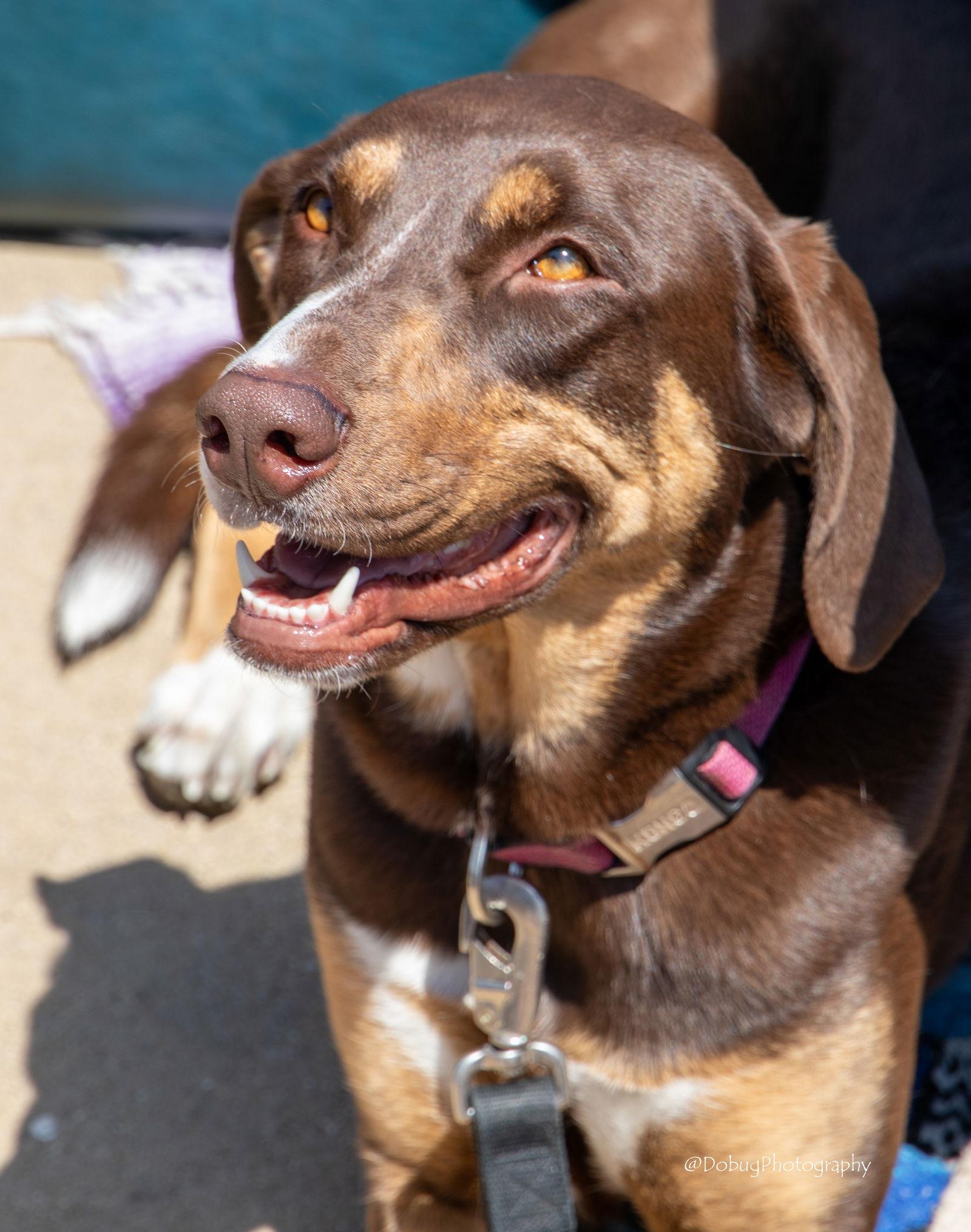 Enlarge Asher, a Adoptable Doberman Pinscher in Elgin, IL image 2/3