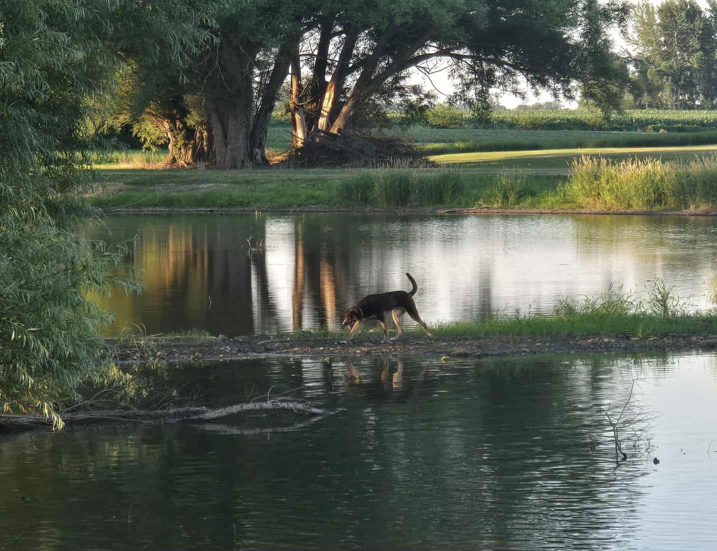 Enlarge Asher, a Adoptable Doberman Pinscher in Elgin, IL image 3/3