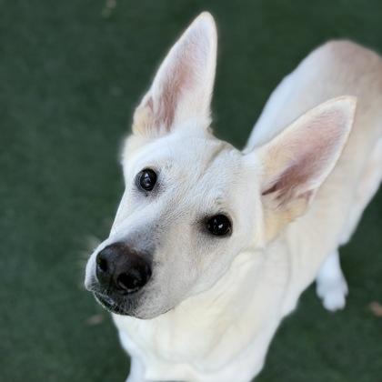 Momo, an adoptable mixed breed in Sacramento, CA image 1/4