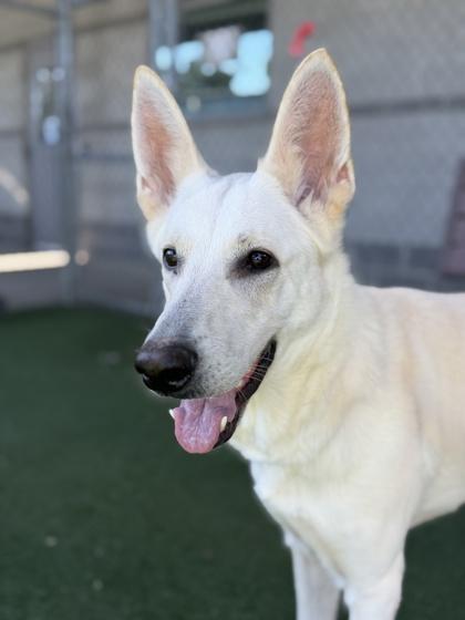 Momo, an adoptable mixed breed in Sacramento, CA image 4/4
