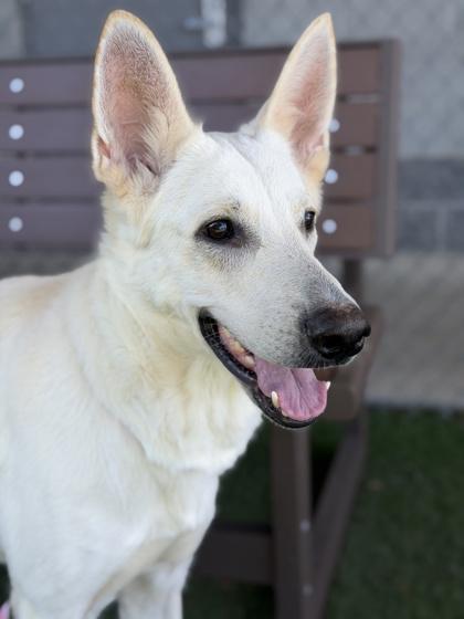Momo, an adoptable mixed breed in Sacramento, CA image 2/4
