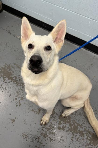 Momo, an adoptable mixed breed in Sacramento, CA image 3/4