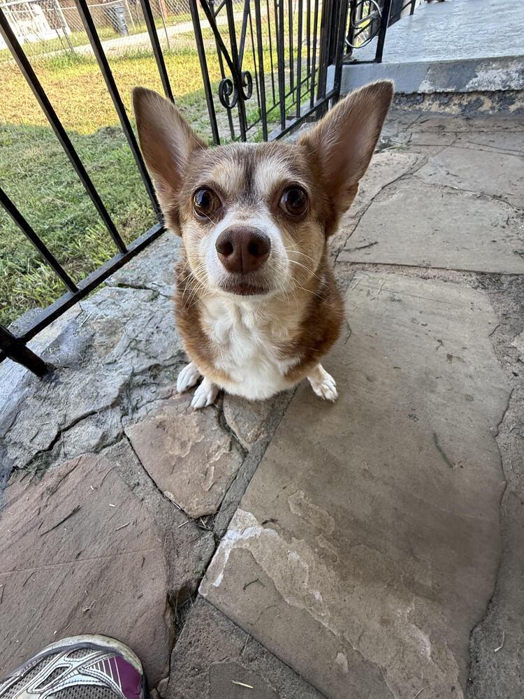 Bella, Adoptable, Adult Female Chihuahua & Pomeranian.