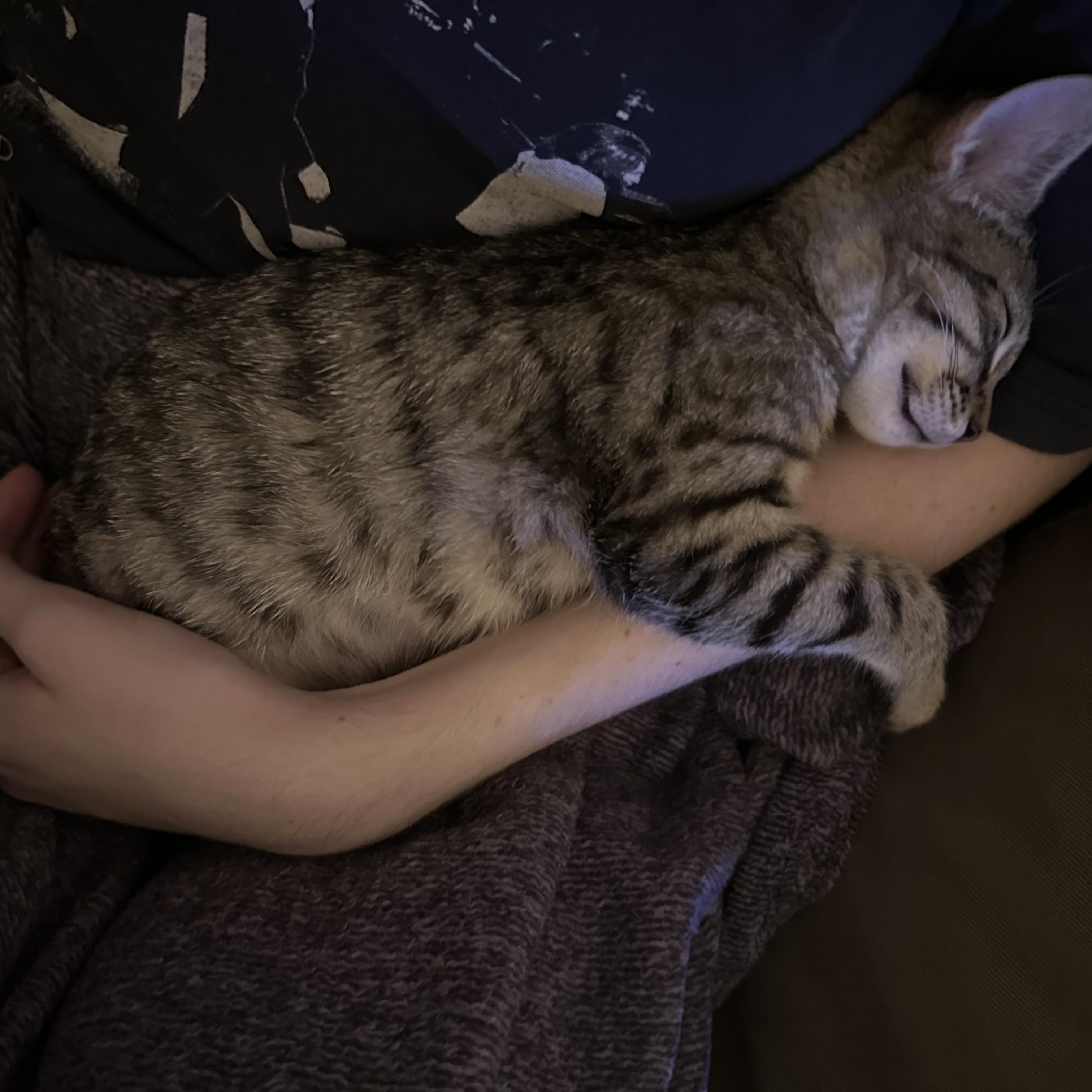 Enlarge Millie, an adopted Domestic Short Hair in Brooklyn, NY image 4/6