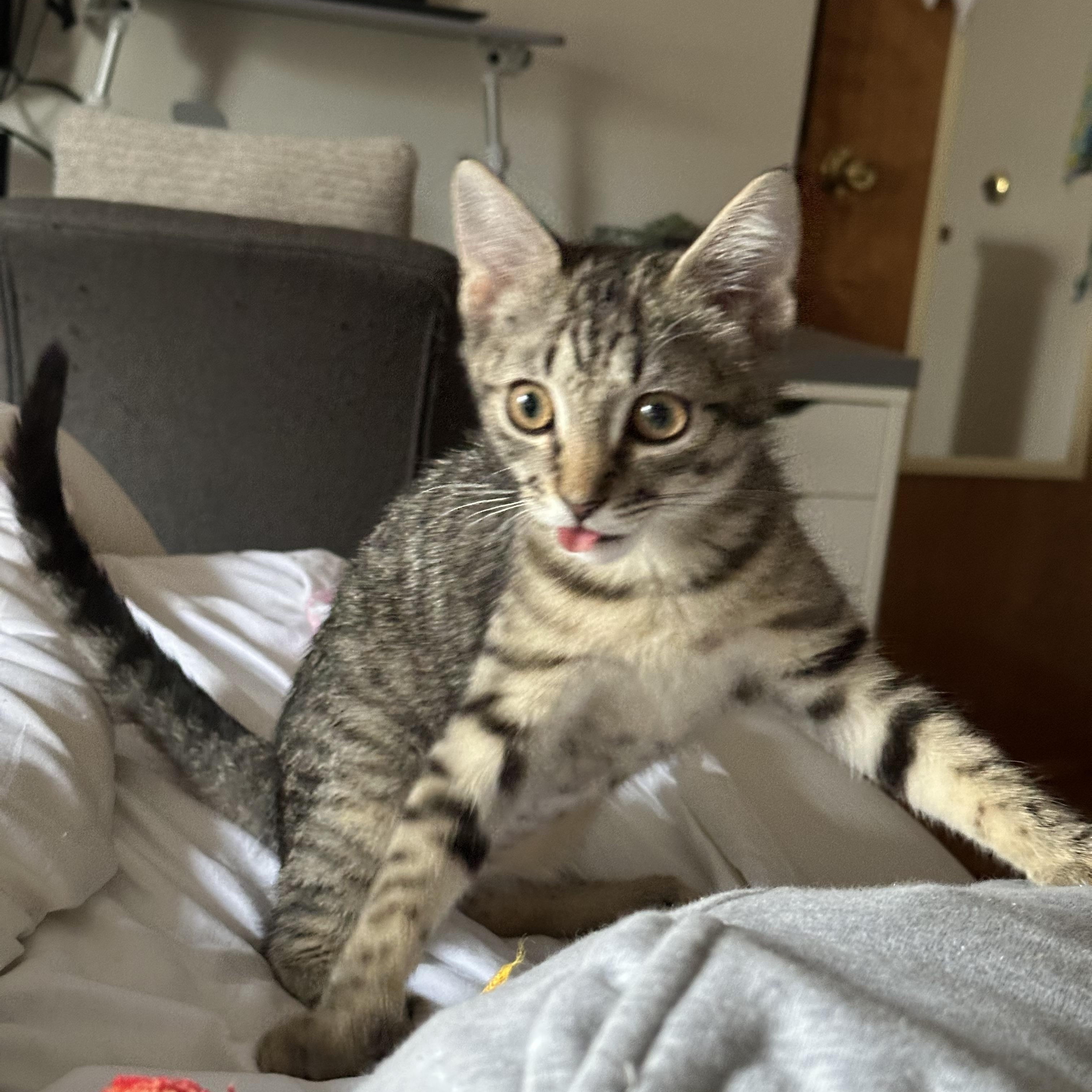 Enlarge Millie, an adopted Domestic Short Hair in Brooklyn, NY image 6/6