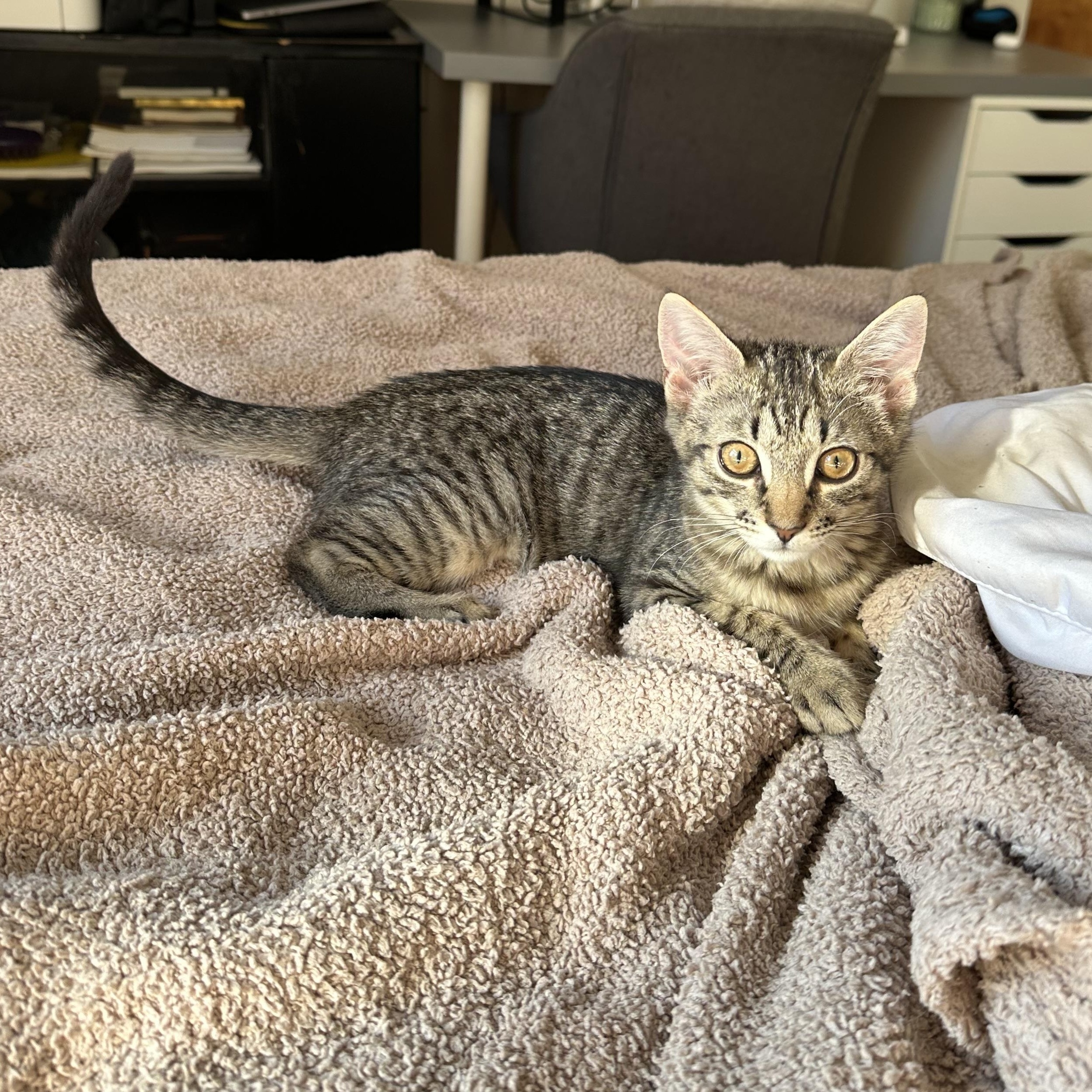 Enlarge Millie, an adopted Domestic Short Hair in Brooklyn, NY image 2/6