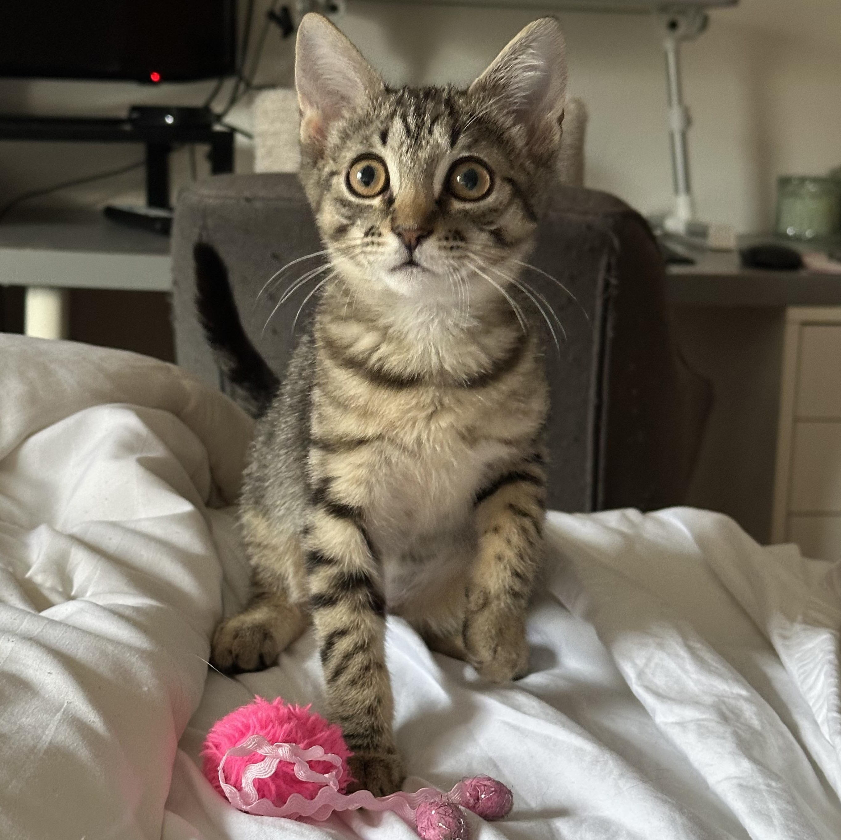 Enlarge Millie, an adopted Domestic Short Hair in Brooklyn, NY image 1/6