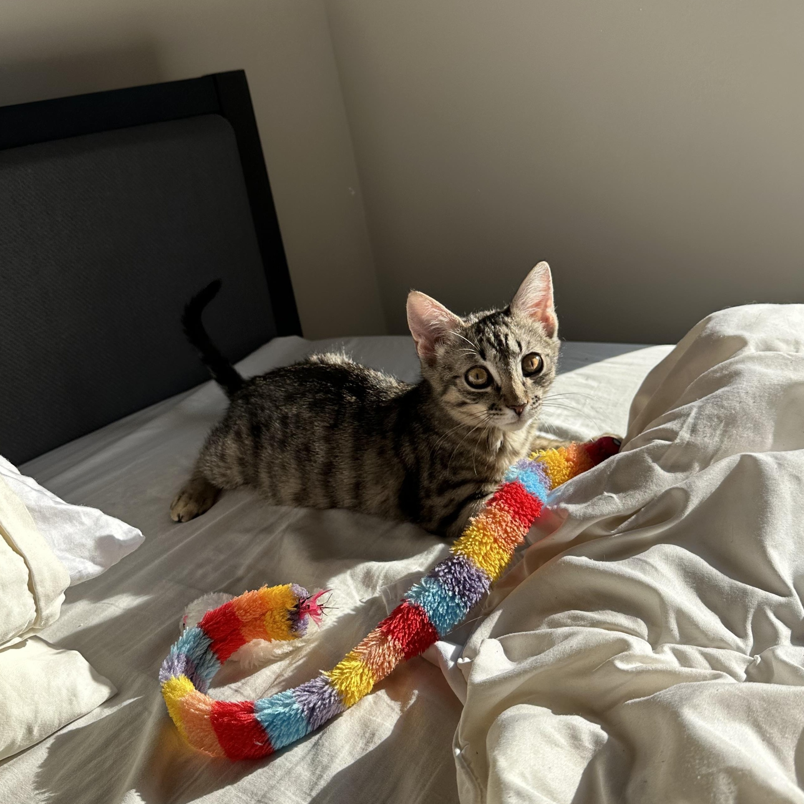 Enlarge Millie, an adopted Domestic Short Hair in Brooklyn, NY image 5/6