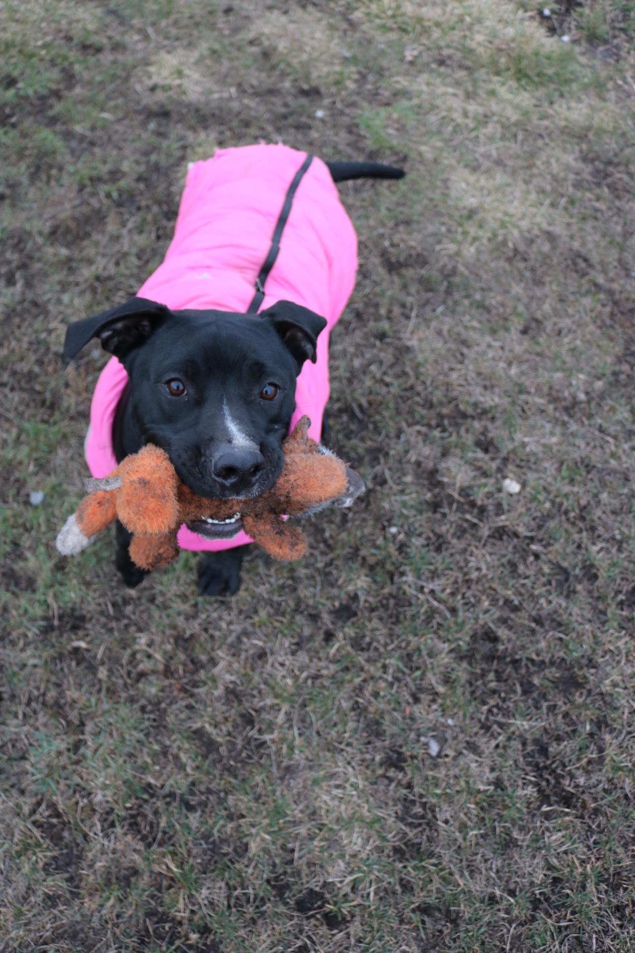 Enlarge Bohdi, a ADOPTABLE mixed breed in La Grande, OR image 3/3