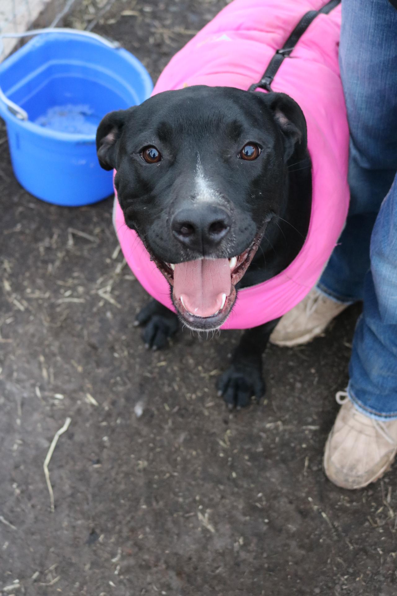 Enlarge Bohdi, a ADOPTABLE mixed breed in La Grande, OR image 2/3