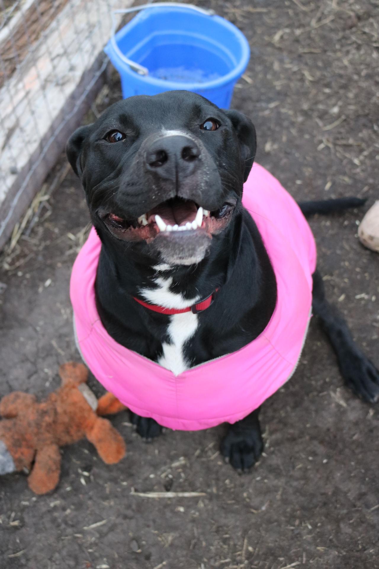 Bohdi, ADOPTABLE, Adult Male Pit Bull Terrier.