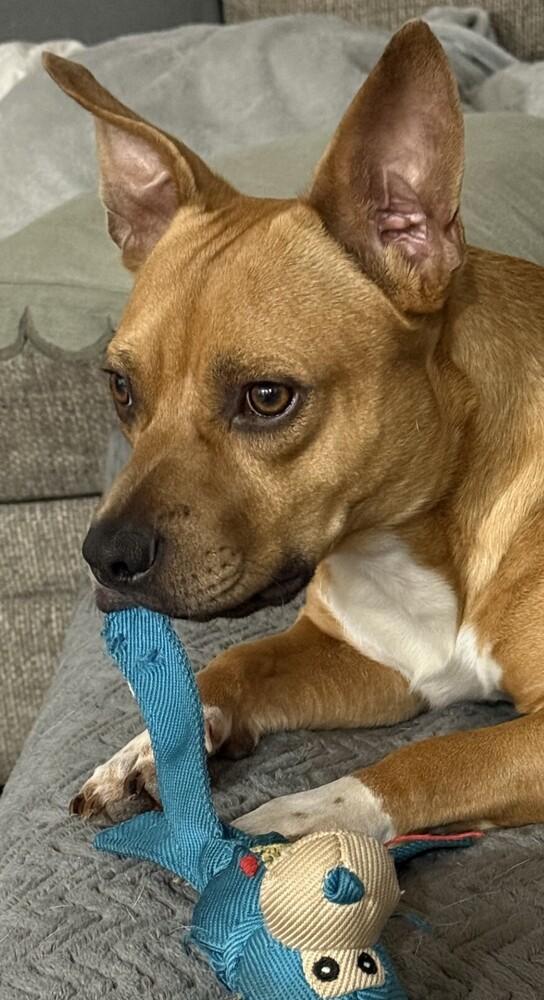 Enlarge Jimmy, a Adoptable mixed breed in Dallas, TX image 1/5