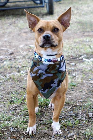 Enlarge Jimmy, a Adoptable mixed breed in Dallas, TX image 2/5