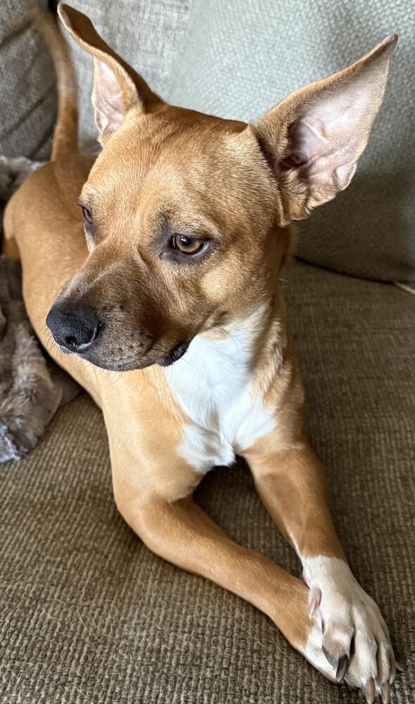 Enlarge Jimmy, a Adoptable mixed breed in Dallas, TX image 3/5