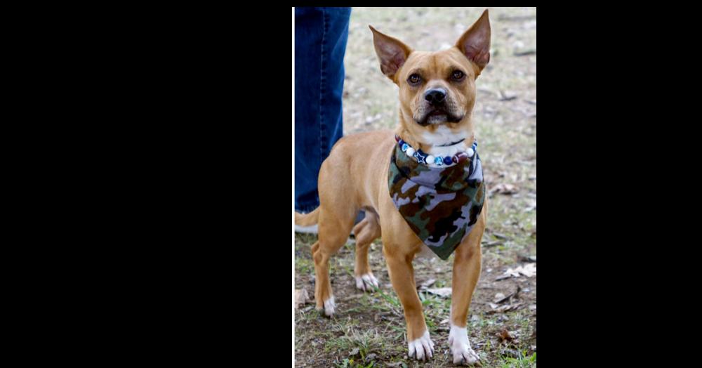 Enlarge Jimmy, a Adoptable mixed breed in Dallas, TX image 4/5