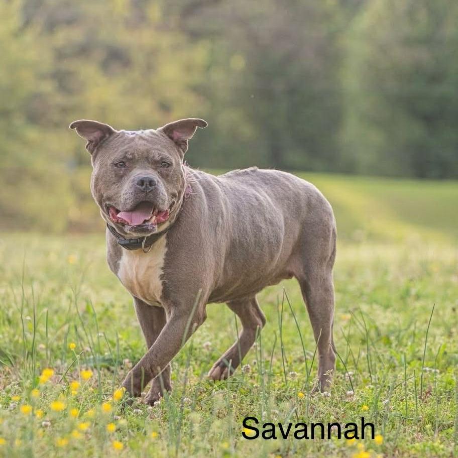 Savannah, Adoptable, Adult Female American Staffordshire Terrier & None.