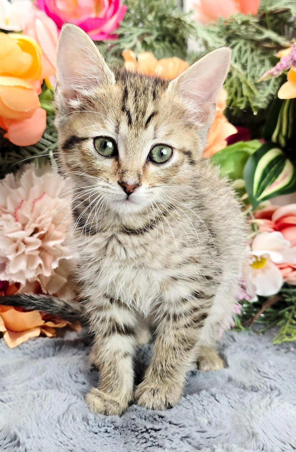 Lemon, a Adoptable Domestic Short Hair in Hagerstown, MD image 1/4