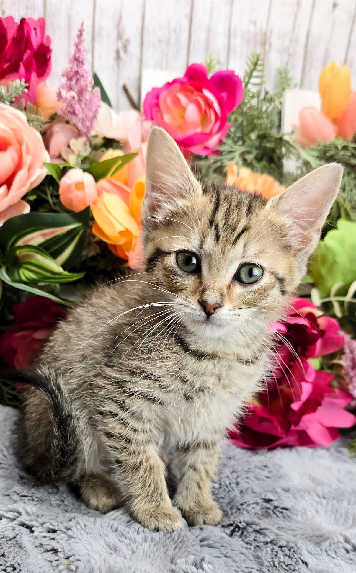 Lemon, a Adoptable Domestic Short Hair in Hagerstown, MD image 2/4