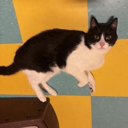 Jo, a ADOPTABLE Domestic Short Hair in Eagle, CO image 2/2