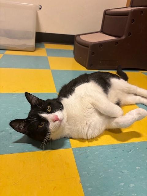 Jo, ADOPTABLE, Young Male Domestic Short Hair.