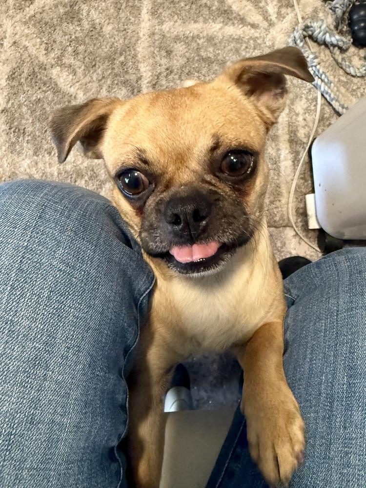 Scoobina, Adoptable, Adult Female Pug.