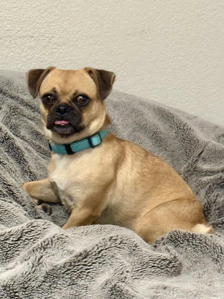 Scoobina, a Adoptable mixed breed in TUCSON, AZ image 3/3