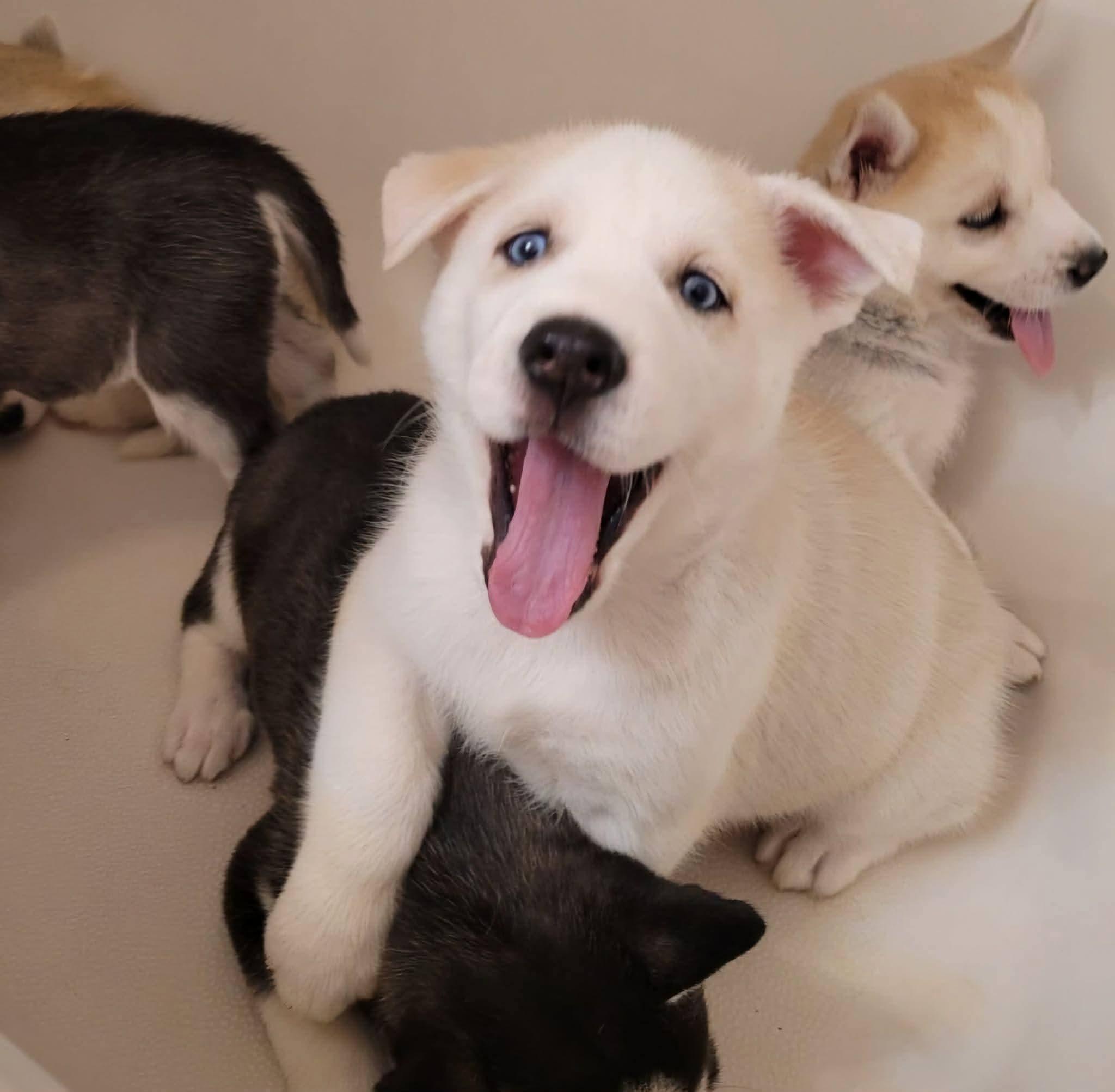 Enlarge Asher, a ADOPTABLE mixed breed in Seville, OH image 2/3