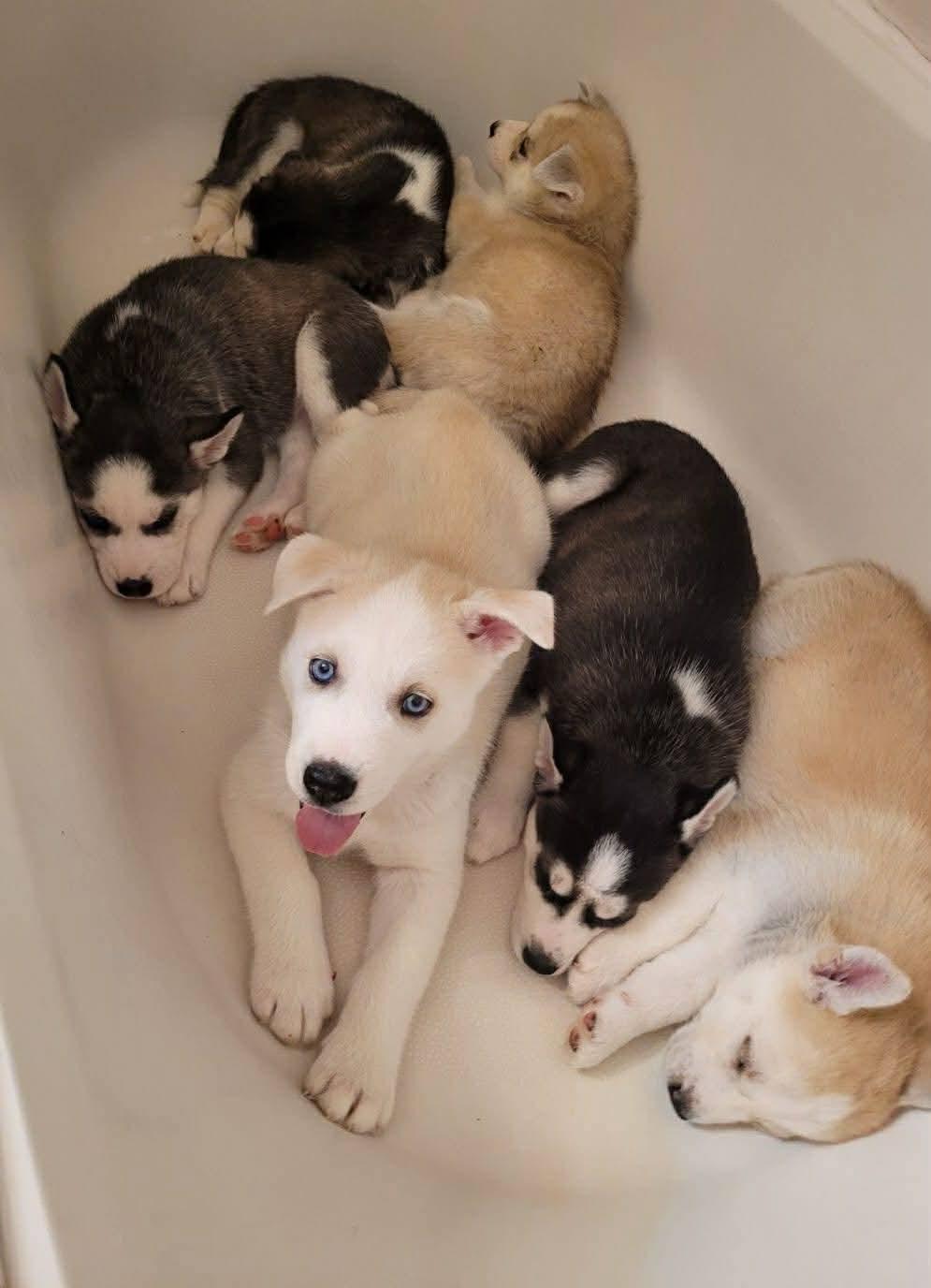 Enlarge Asher, a ADOPTABLE mixed breed in Seville, OH image 3/3