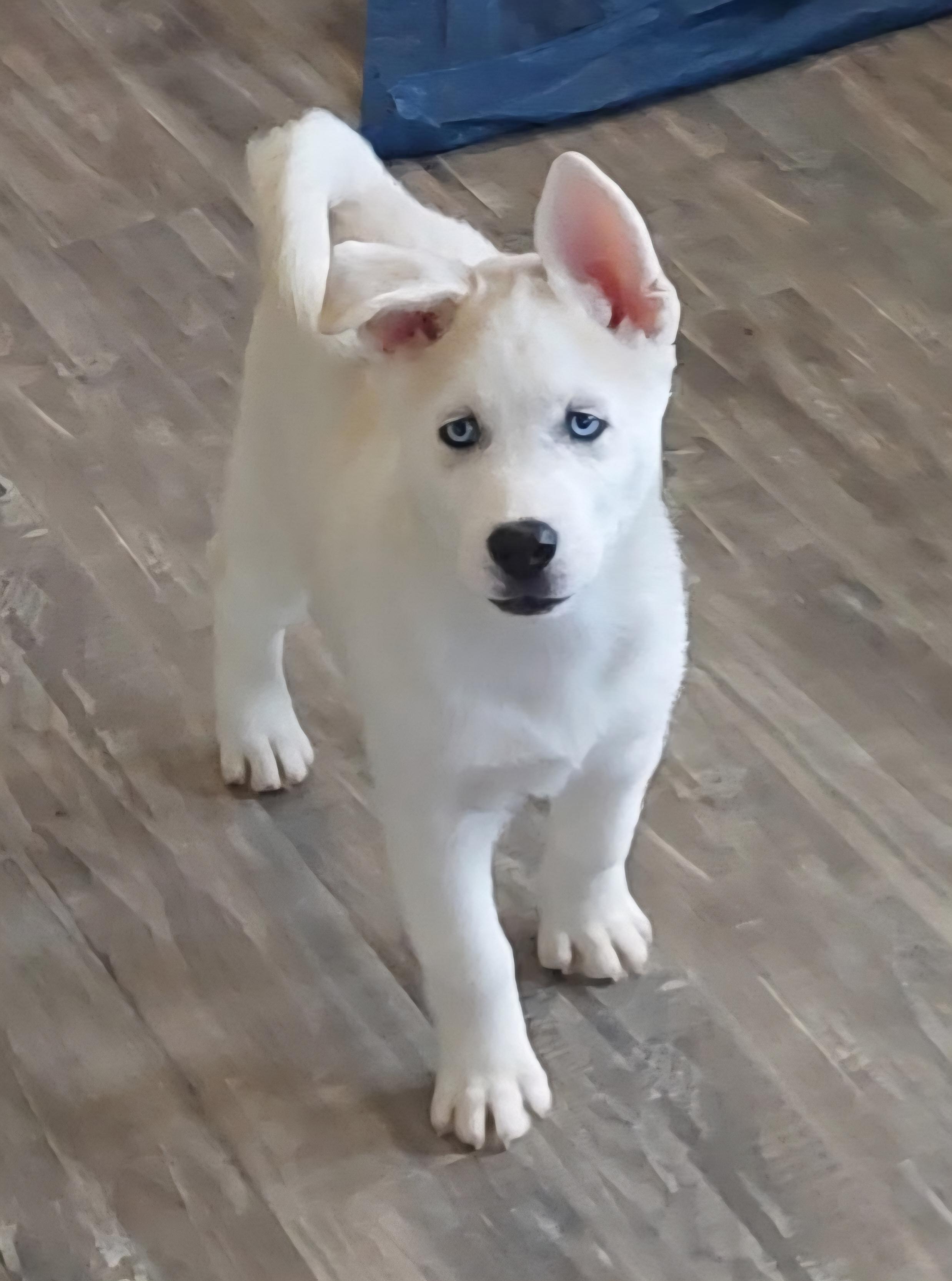 Enlarge Asher, a ADOPTABLE mixed breed in Seville, OH image 1/3