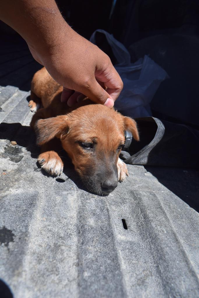 Enlarge Zelda (Road Girl P1), a Adoptable mixed breed in Pahrump, NV image 1/1