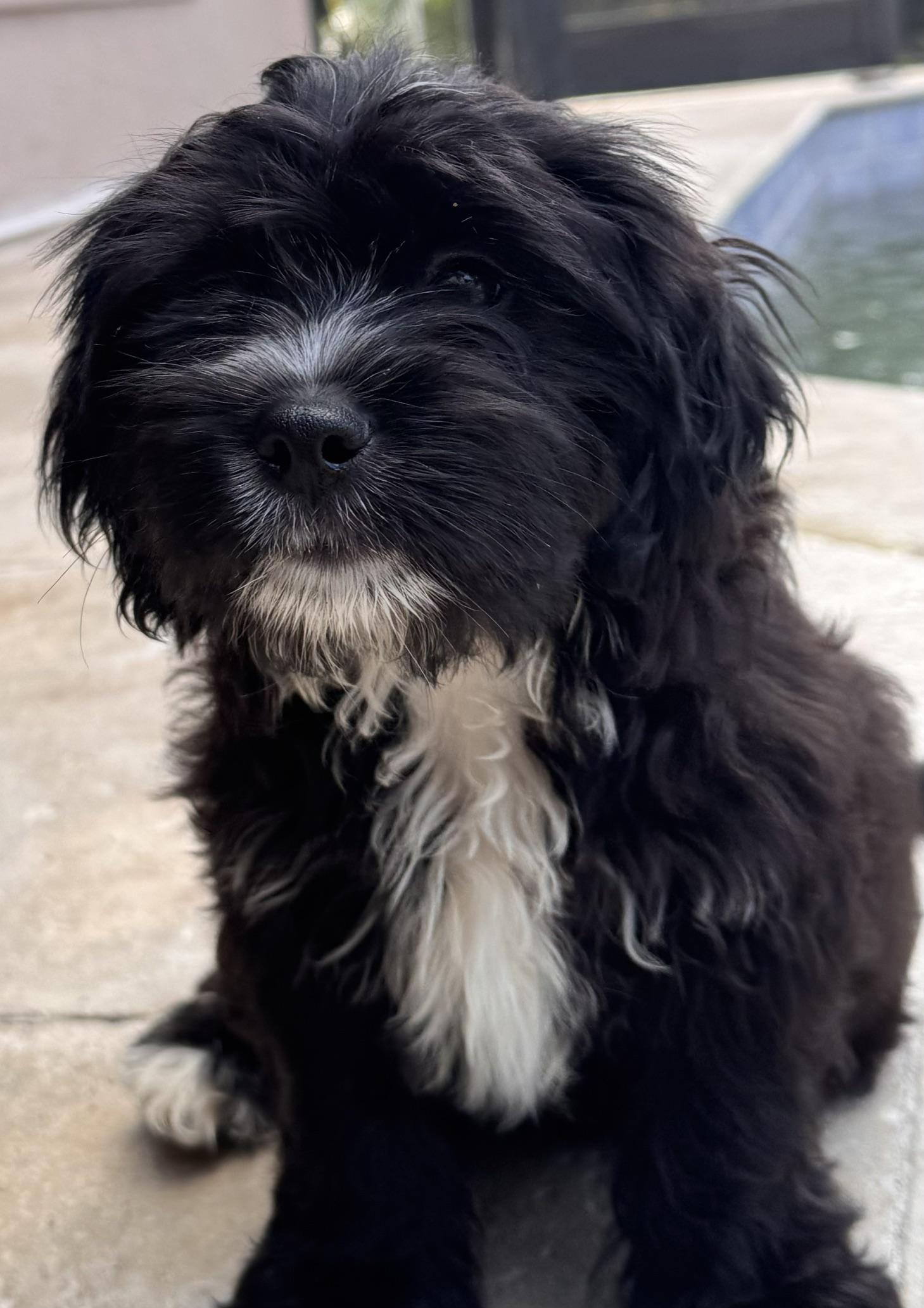 Widget, Adoptable, Young Male Shih Tzu.