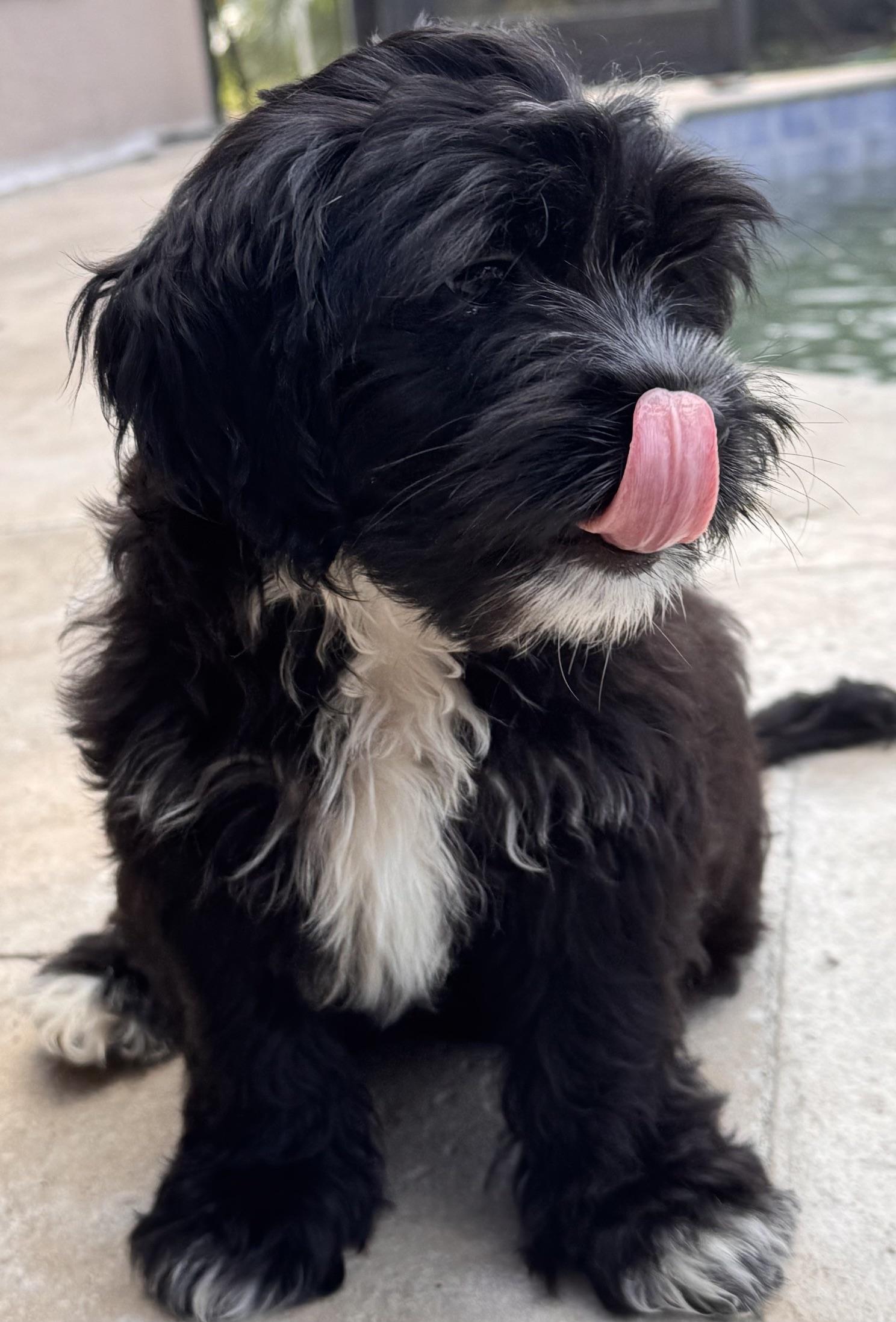 Enlarge Widget, a Adoptable mixed breed in Orlando, FL image 2/2