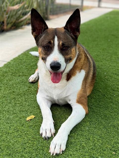 Enlarge EZRA, a Adoptable mixed breed in Agoura, CA image 1/1