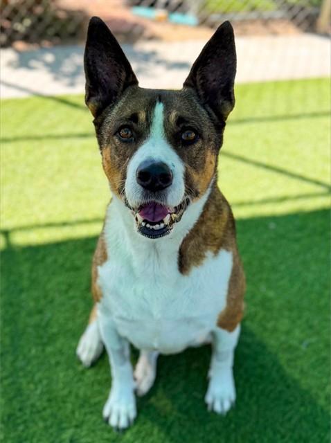 EZRA, Adoptable, Adult Female German Shepherd Dog & Husky.