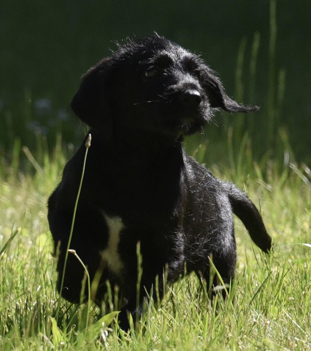 Enlarge Matty, a Adopted mixed breed in Mechanicsburg, PA image 3/3
