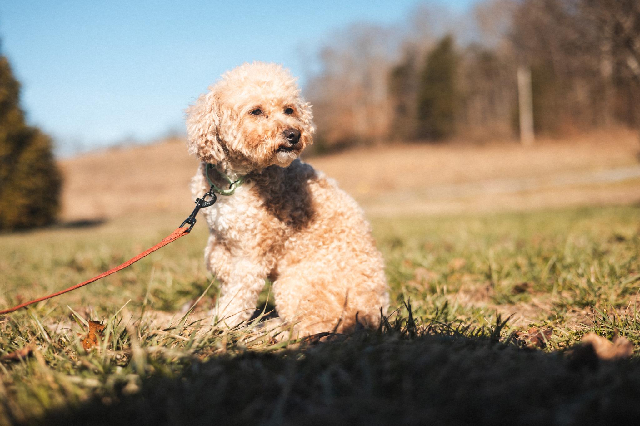 Tawny  Transport thumbnail 2